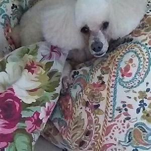 Meet your Posher, Debbie